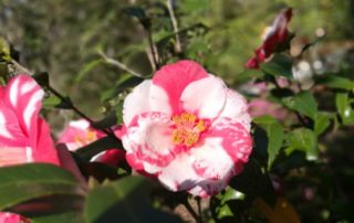 Camellia Charleston